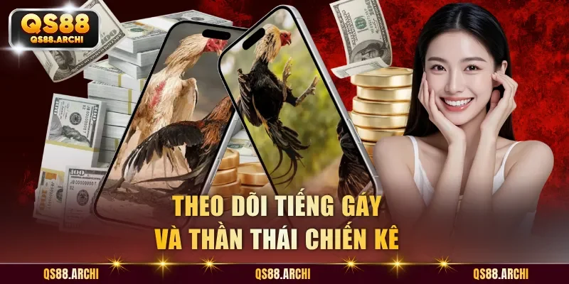 Theo dõi tiếng gáy và thần thái chiến kê